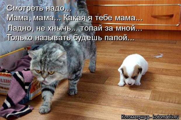 Лучшие котоматрицы недели