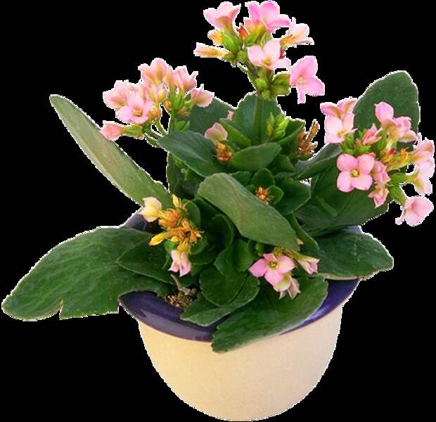 Window Plants Цветы на подоконниках - цветут и радуют всех н…