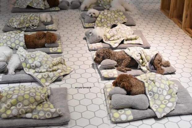 Фото спящих щенков в специальном детском саду стали хитом интернета 