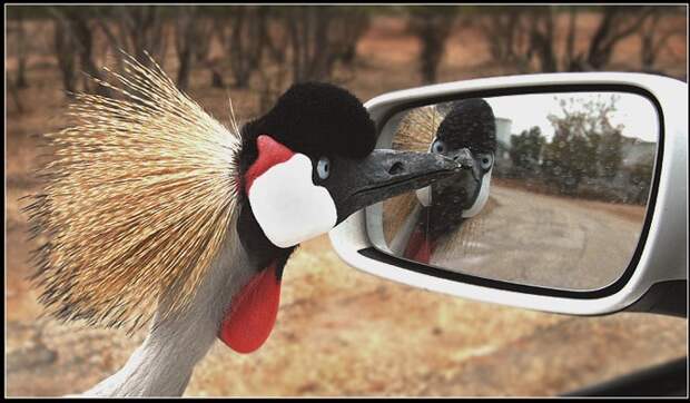 Птица отражается в зеркале. Фото