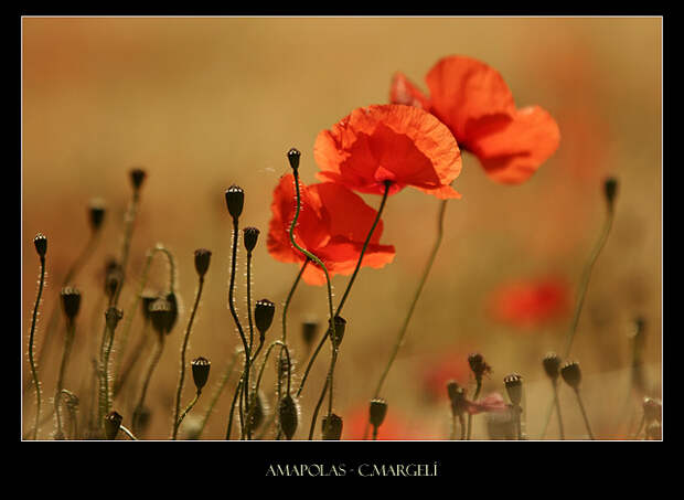 Amapolas / Poppies