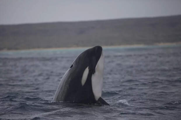 Косатки взяли гребную лодку со спортсменками в кольцо посреди Атлантики