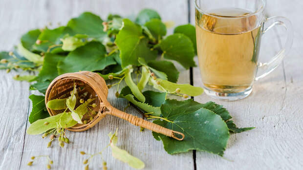 Липа от простуды