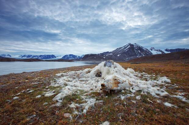 National Geographic: лучший фотограф природы 2016