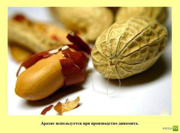 Прикольные факты о которых вы не знали