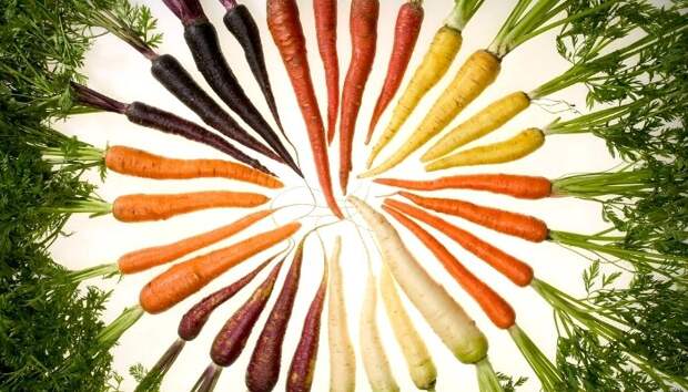 Морковка - ещё один овощ, сменивший цвет. /Фото: discoverychannel.ru
