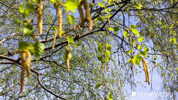 Экологи предложили поставить в Челябинске станции мониторинга пыльцы