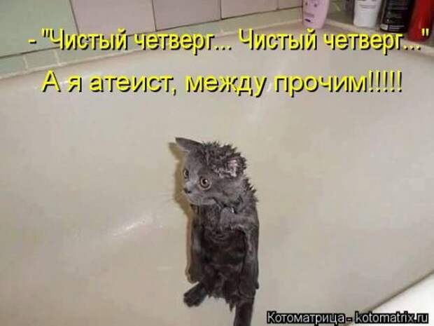 Свежая котоматрица для настроения (35 фото)