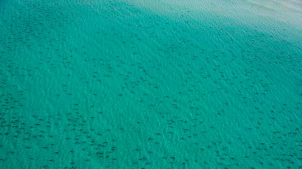 school of sharks