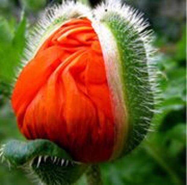 мак многолетний фото