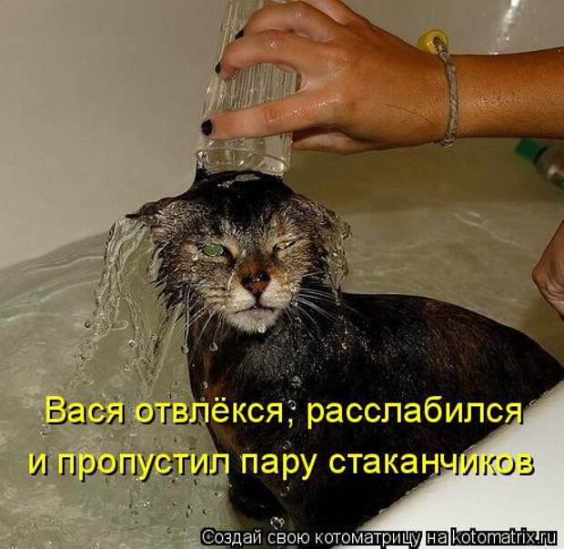 котоматрица пару стаканчиков (498x485, 50Kb)