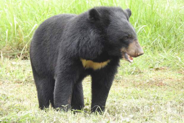 Животные Китая: Гималайский медведь