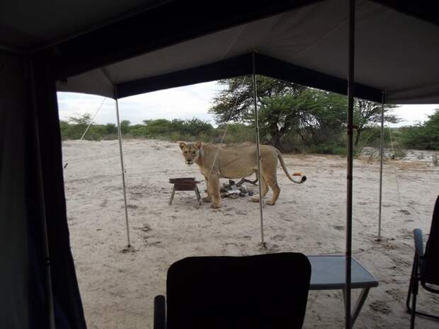 В Ботсване туристку разбудили три львицы, слизывавшие капли воды с тента  tent, ботсвана, животные, львица, туристка