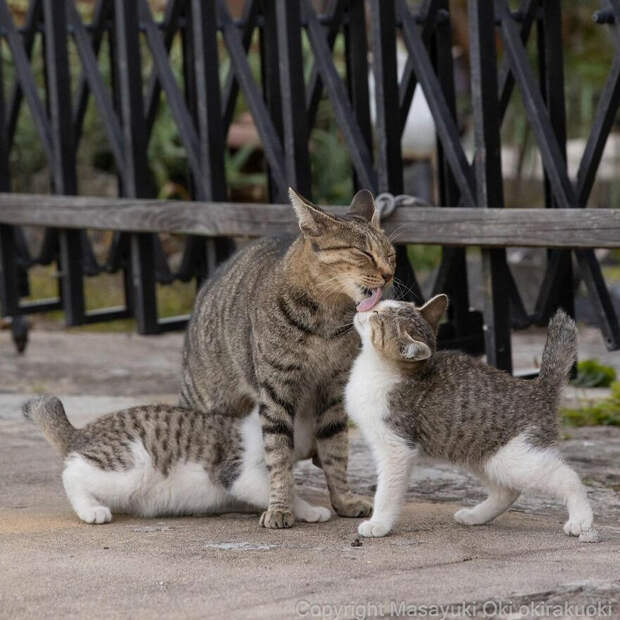 Японские уличные котики на снимках Масаюки Оки