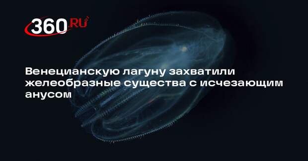 DM: нашествие медуз-каннибалов с исчезающим анусом угрожает экосистеме Венеции