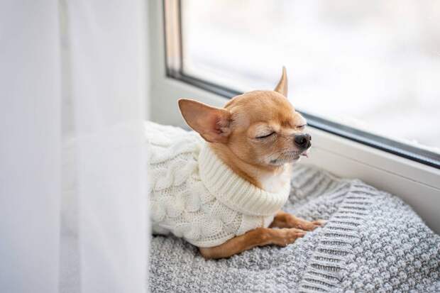 Раскрыта сумма для роскошной жизни собаки