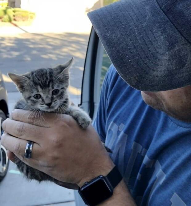 спасение котенка котенок в руках