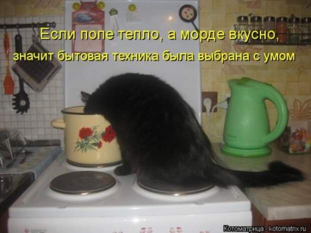Лучшие котоматрицы за неделю (36 шт)