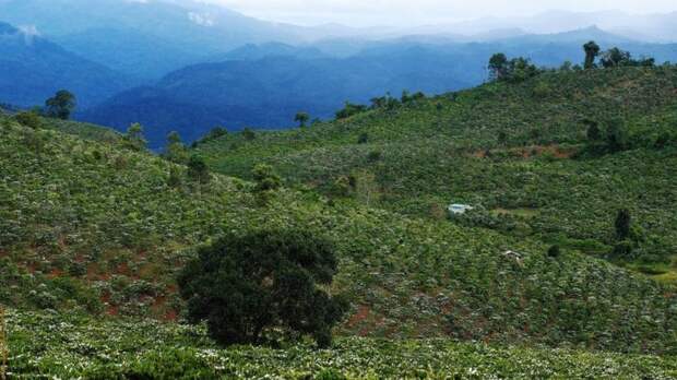 Coffee plantation in blossom in Vietnam
