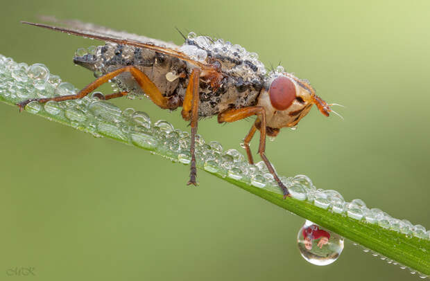 Автопортрет в капельке воды макросъёмка, насекомые, фотограф