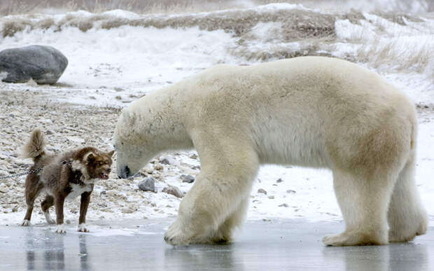 Пес и белый медведь в Черчилле, Канада