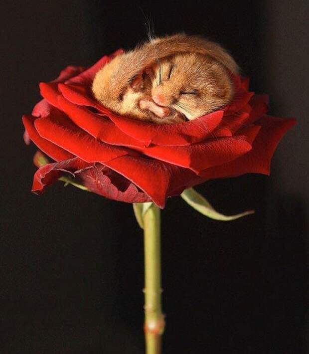 Давайте улыбаться вместе!