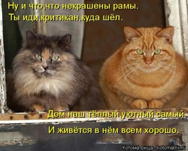 Лучшая котоматрица недели (38 фото)