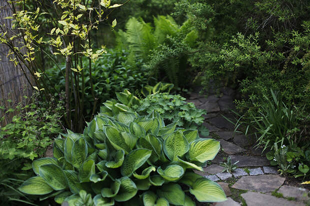 Хосты - лучшие растения для тенистого сада