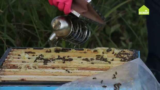 Как применять сахарный сироп в пчеловодстве