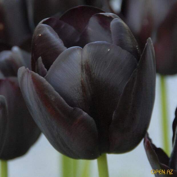 Удивительно красивые чёрные цветы Красота жизни, Чёрные, цветы