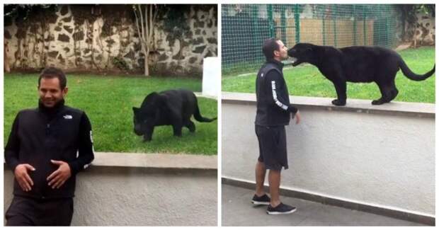 Пантера подкралась сзади к ничего не подозревающему мужчине, чтобы... поцеловать его! видео, животные, милота, пантера