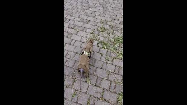 Video: TikVideo.App_7502194538878930194_hd.mp4