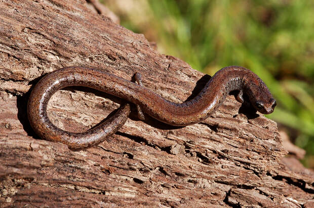 Стройная саламандра. Представители этого вида имеют совсем крохотные лапы. При длине в 10 см их конечности не превышают 8-9 мм. (squamatologist)