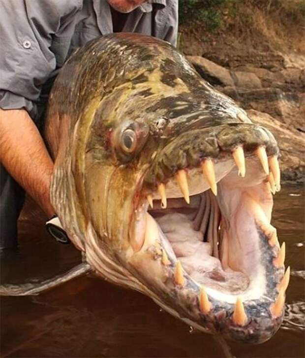 57. Большая тигровая рыба из реки Конго животные, мир, подборка, природа, ужас, фото, явление