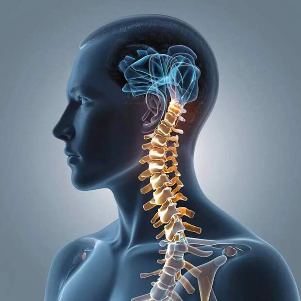 Информативность и точность диагностики: МРТ шейного отдела позвоночника в Тюмени