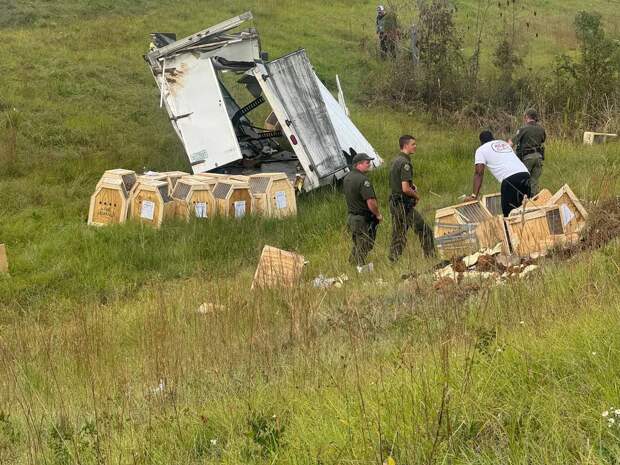 🐒🧪В американской Пенсильвании грузовик попал в ДТП и не абы какой