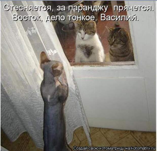 Котоматрицы(картинки с надписями)