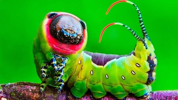 10 необычных насекомых на планеты