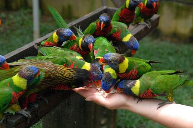 Парк птиц  «Джуронг»  в Сингапуре животные, птицы, путешествия