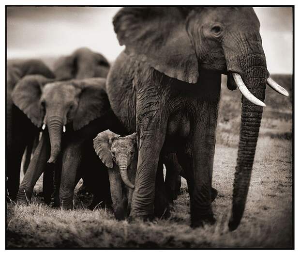 фотографии африки. Nick Brandt