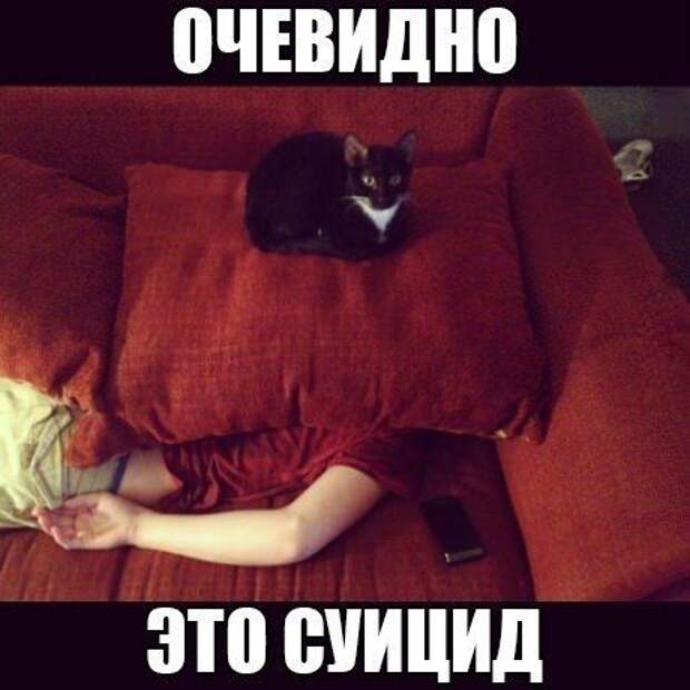 кот, прикол, юмор