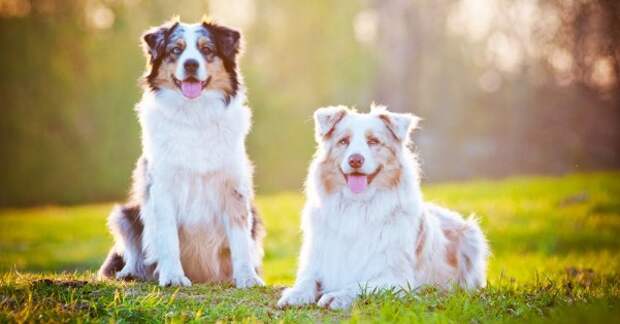 Как эффективно защитить собаку от клещей?