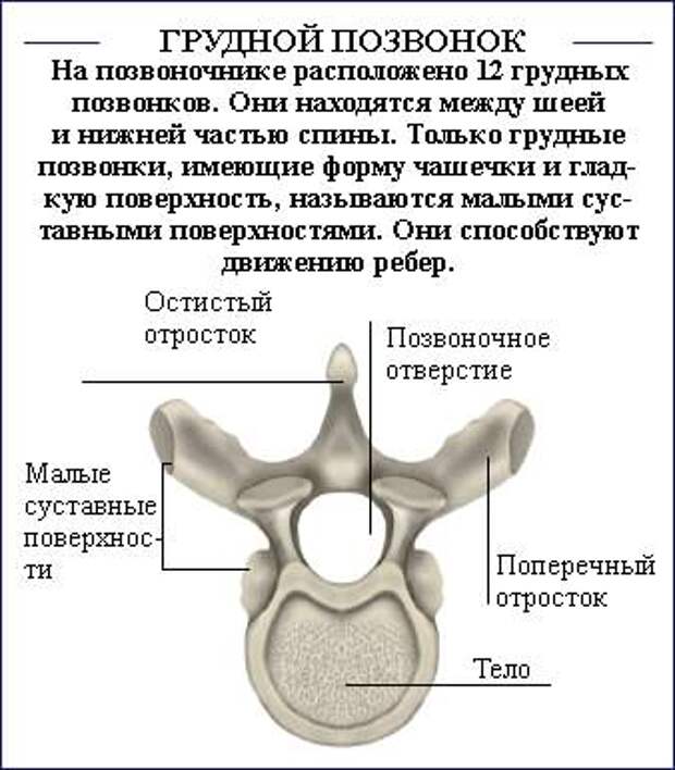 Порядок расположения грудного позвоночника