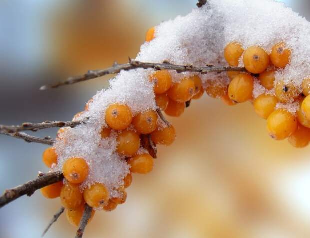 Можно перенести сбор урожая облепихи на зиму: замерзшие ягоды не повреждаются при сборе
