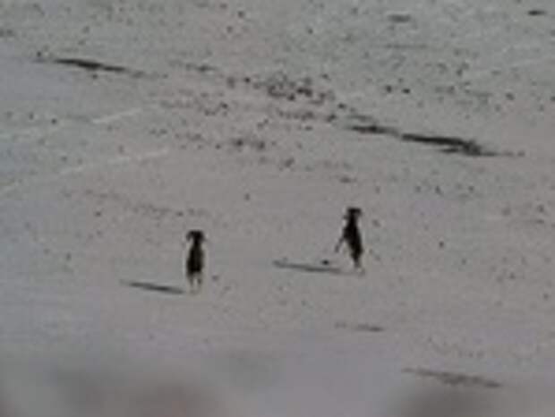 Бараны аргали / Фото: Алексей Кужлеков