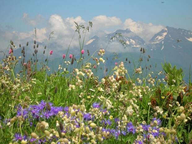 1328480580_beautiful-austrian-alpes-flowers (700x523, 102Kb)