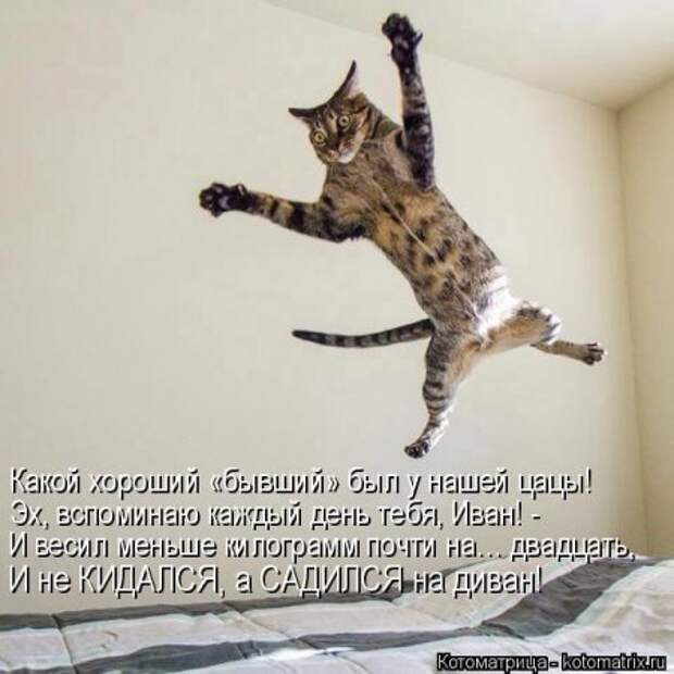Не только котоматрицы.