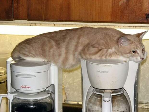 Фотография: Непостижимая кошачья логика: 30 фото, которые точно вас рассмешат №1 - BigPicture.ru
