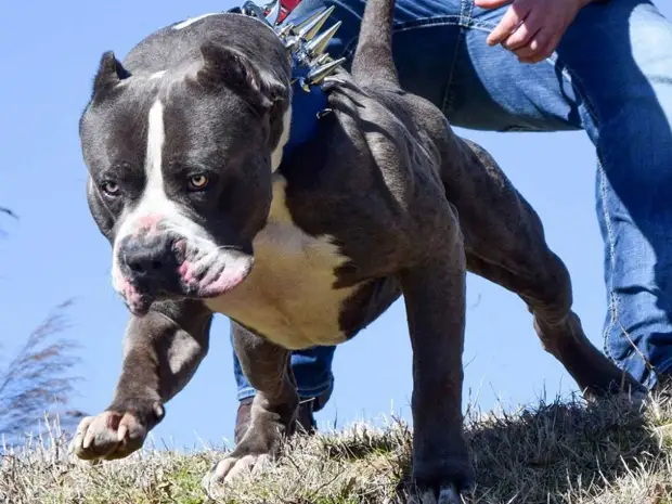 Пьяный посетитель кафе спустил бойцовскую собаку на правоохранителей и посетителей заведения
