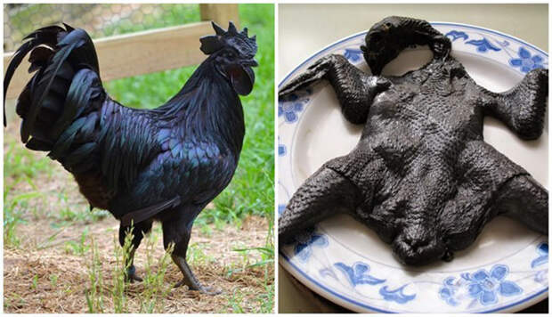 Аям чемани: уникальная порода кур черного цвета